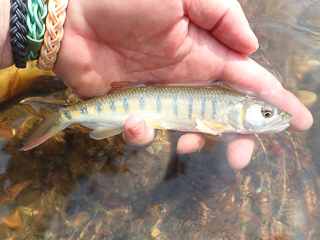 exotic-fish-cameroon