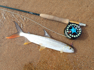 hydrocynis-forskahlii