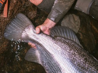 Nile-perch-fishing