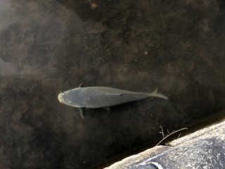 fly-fishing-carp