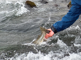 flyfishing-Iceland
