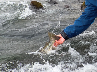 Ice Age Brown Trout of Iceland – Jeff Currier