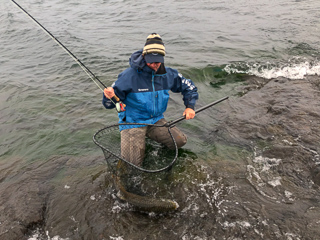 gigantic-brown-trout
