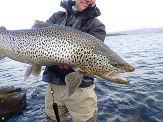 ice-age-brown-trout
