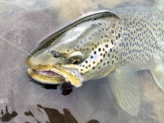 brown-trout