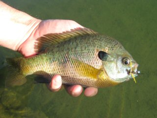 bluegill
