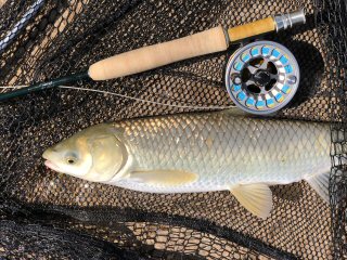 grass-carp-arizona