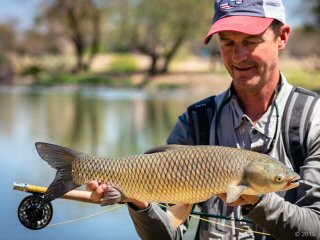 Jeff-Currier-white-amur