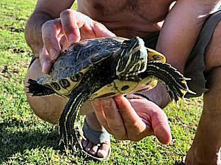 catching-turtles