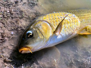 common-carp
