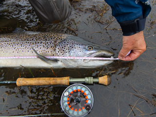 huge-trout