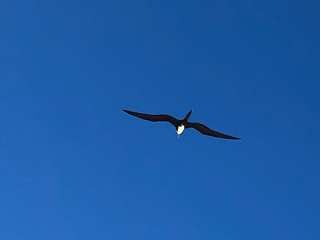 frigate-bird
