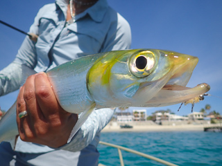 ladyfish-flyfishing