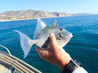 finescale-triggerfish