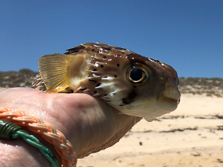 pufferfish