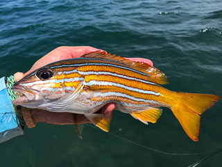 blue-and-gold-snapper