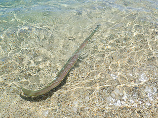 cornetfish