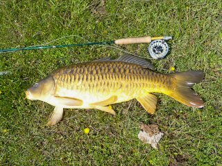 mirror-carp