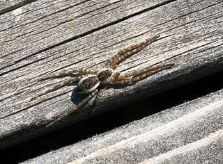 fishing-spider