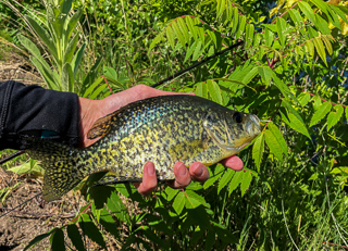 black-crappie