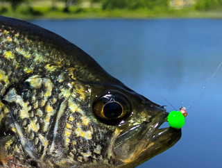 crappie-fishing