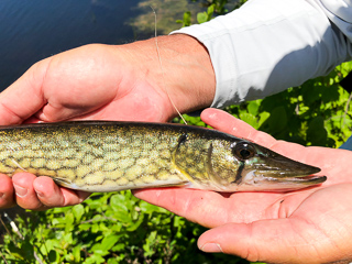 chain-pickerel