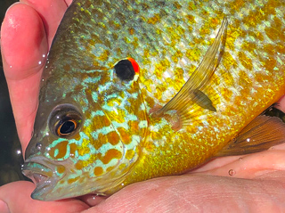 pumpkinseed-sunfish