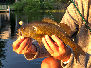 smallmouth-bass