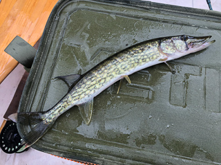 chain-pickerel