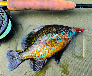 pumpkinseed-sunfish