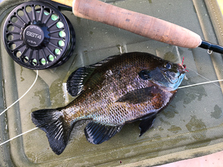 bluegill