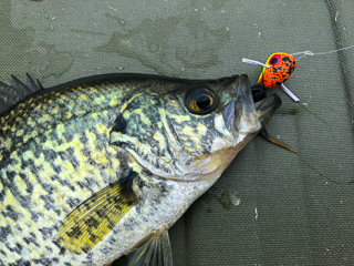 black-crappie