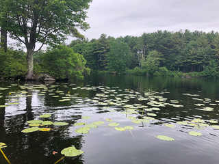 flyfishing-for-pickerel