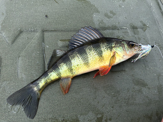 yellow-perch-fishing