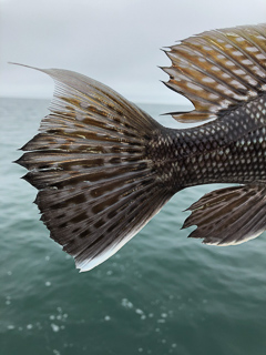 black-sea-bass