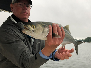 bluefish-cape-cod