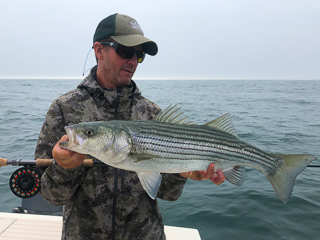 jeff-currier-striped-bass