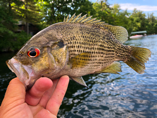 rock-bass
