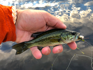 fish-New-Hampshire