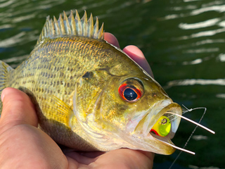 rock-bass