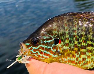 pumpkinseed-sunfish