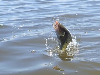 smallmouth-bass