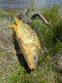 mirror-carp