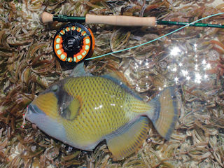 mustache-triggerfish-flies