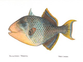 triggerfish-artwork