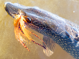 pike-flies