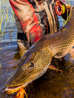 fly-patterns-for-pike