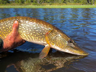 northern-pike