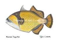 mustache-triggerfish-art