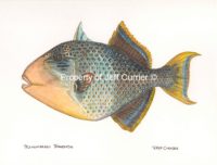 triggerfish-yellowmargin-art